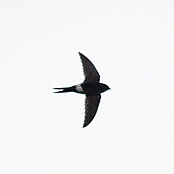 Pacific Swift  "Apus pacificus"